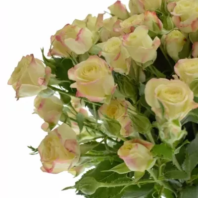 Žíhaná růže trsová CANDELICIOUS 40cm/4+